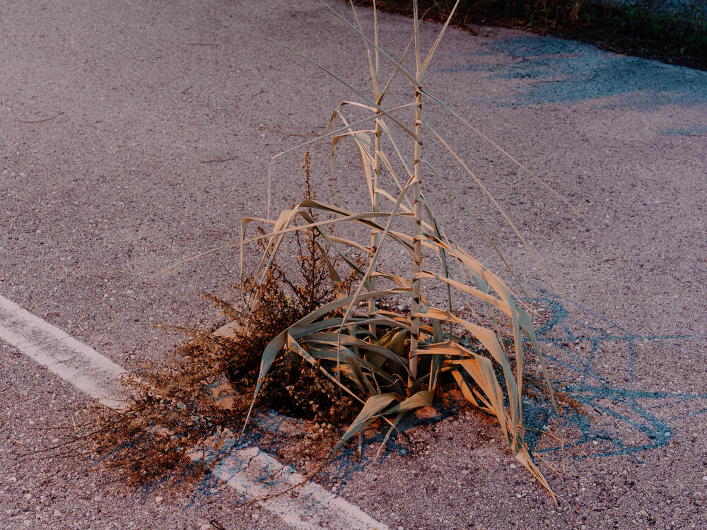 Image from page “For Sale” (Photo: Ricardo Alves Ferreira Nunes)