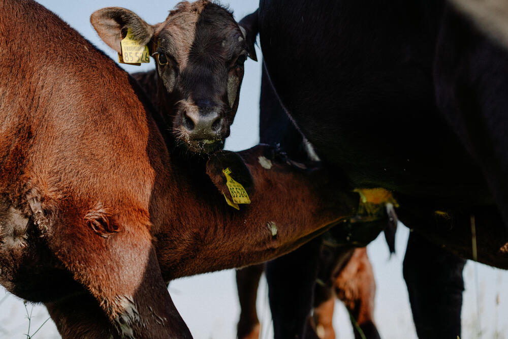 Image from page “Organic farmhouse reportage” (Photo: Ricardo Nunes)