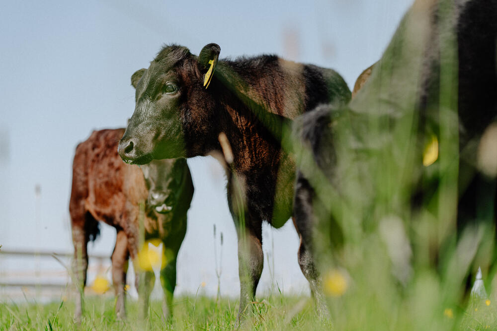 Image from page “Organic farmhouse reportage” (Photo: Ricardo Nunes)